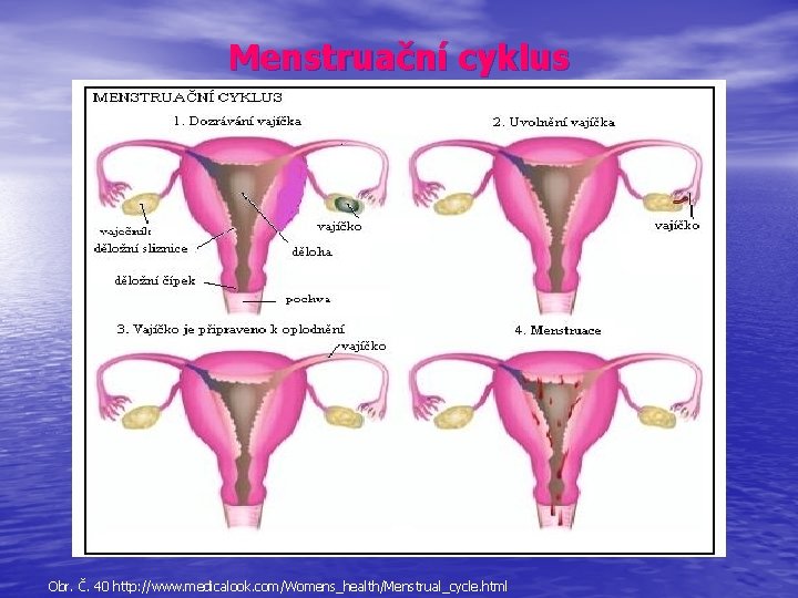 Menstruační cyklus Obr. Č. 40 http: //www. medicalook. com/Womens_health/Menstrual_cycle. html 