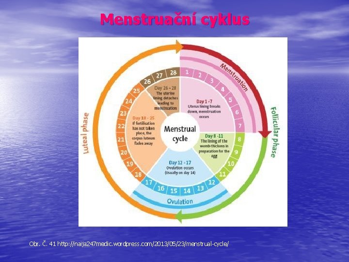 Menstruační cyklus Obr. Č. 41 http: //naija 247 medic. wordpress. com/2013/05/23/menstrual-cycle/ 