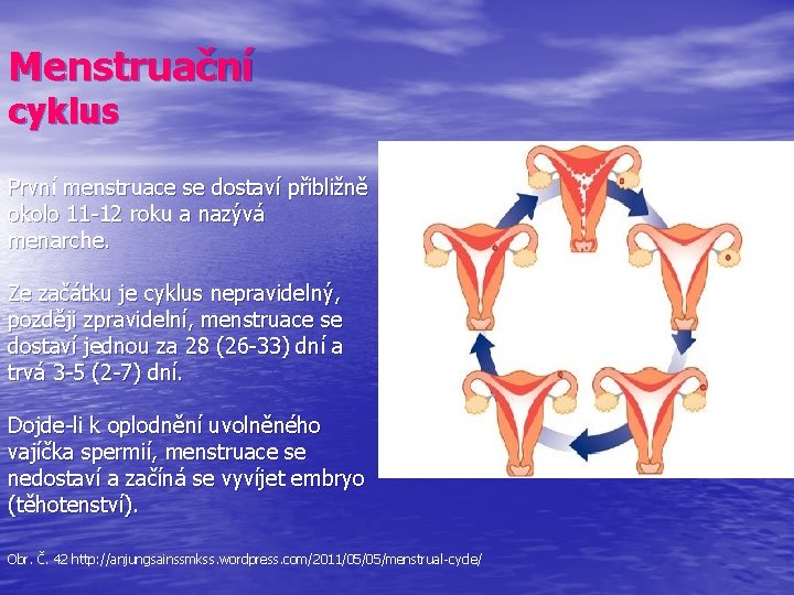 Menstruační cyklus První menstruace se dostaví přibližně okolo 11 -12 roku a nazývá menarche.