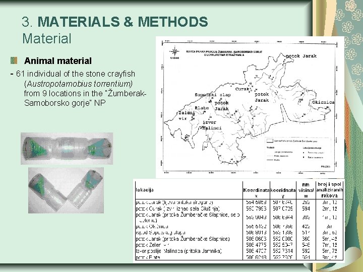 3. MATERIALS & METHODS Material Animal material - 61 individual of the stone crayfish