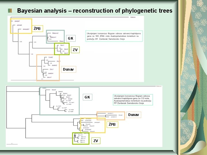 Bayesian analysis – reconstruction of phylogenetic trees ŽPB GK ZV Dunav GK Dunav ŽPB