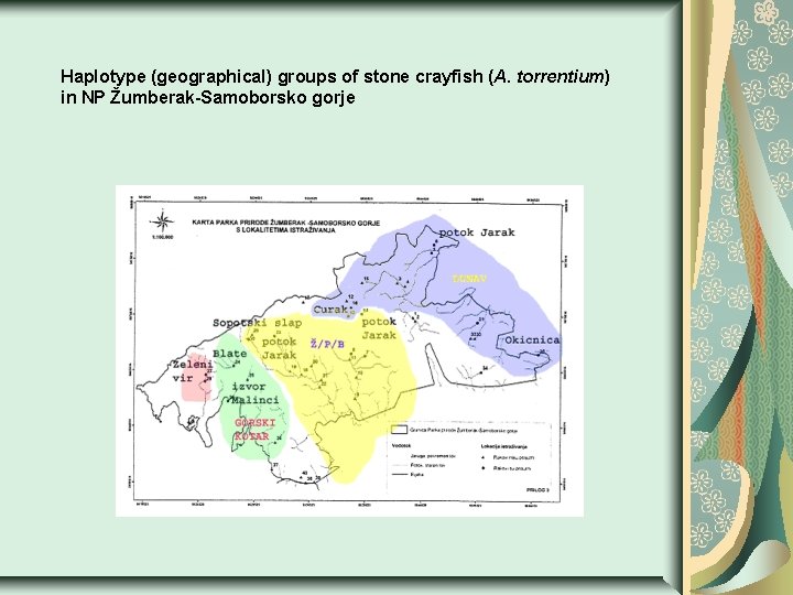 Haplotype (geographical) groups of stone crayfish (A. torrentium) in NP Žumberak-Samoborsko gorje 