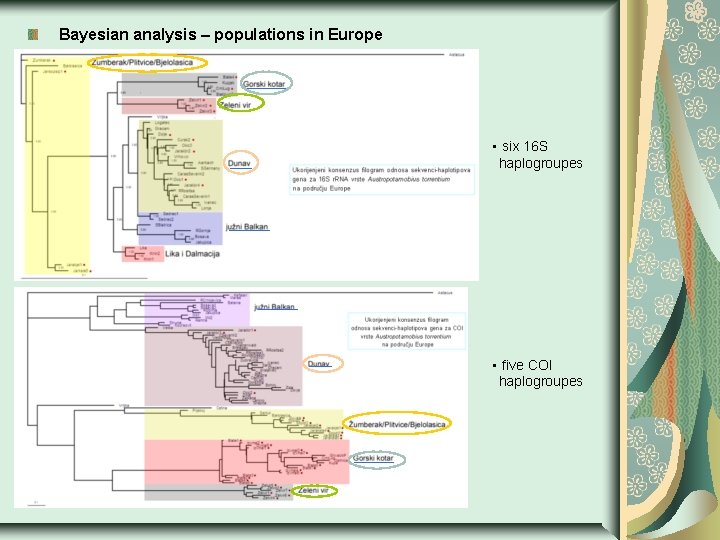 Bayesian analysis – populations in Europe • six 16 S haplogroupes • five COI