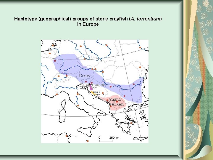 Haplotype (geographical) groups of stone crayfish (A. torrentium) in Europe 