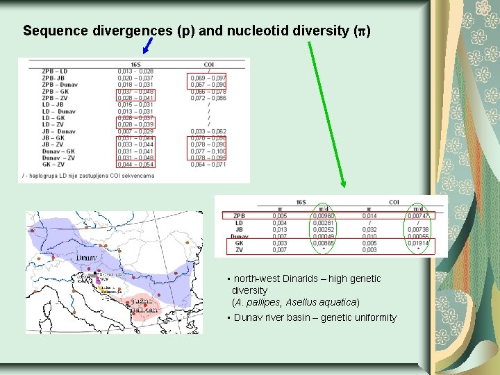 Sequence divergences (p) and nucleotid diversity ( ) • north-west Dinarids – high genetic