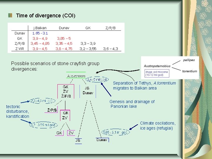 Time of divergence (COI) Possible scenarios of stone crayfish group divergences: Separation of Tethys,