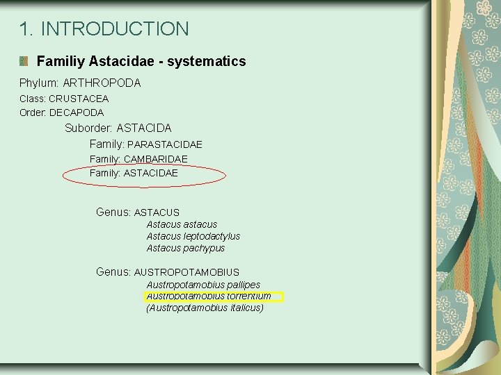 1. INTRODUCTION Familiy Astacidae - systematics Phylum: ARTHROPODA Class: CRUSTACEA Order: DECAPODA Suborder: ASTACIDA