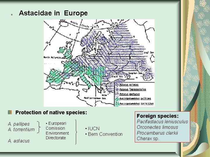 Astacidae in Europe Protection of native species: A. pallipes A. torrentium A. astacus •
