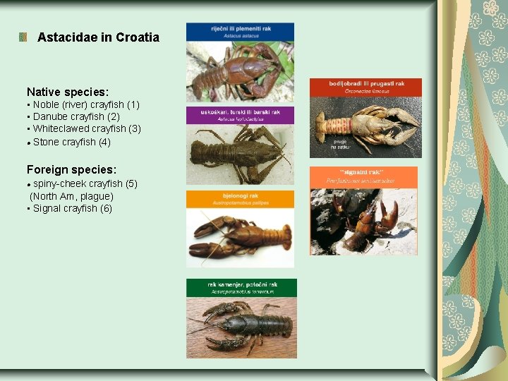 Astacidae in Croatia Native species: • Noble (river) crayfish (1) • Danube crayfish (2)