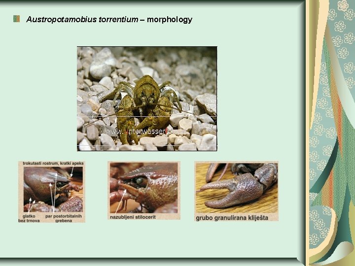 Austropotamobius torrentium – morphology 
