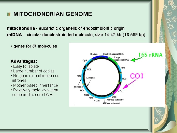 MITOCHONDRIAN GENOME mitochondria - eucariotic organells of endosimbiontic origin mt. DNA – circular doublestrainded