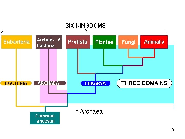 * * Archaea 10 