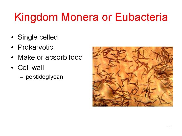 Kingdom Monera or Eubacteria • • Single celled Prokaryotic Make or absorb food Cell