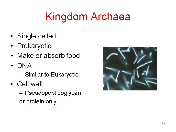 Kingdom Archaea • • Single celled Prokaryotic Make or absorb food DNA – Similar