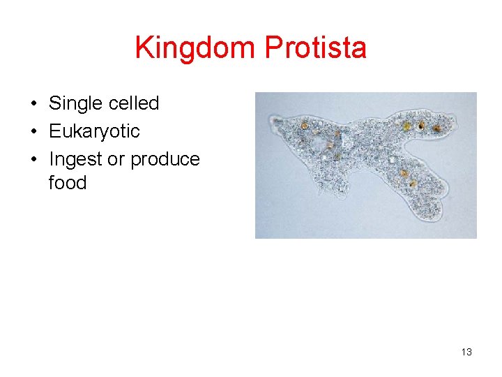 Kingdom Protista • Single celled • Eukaryotic • Ingest or produce food 13 