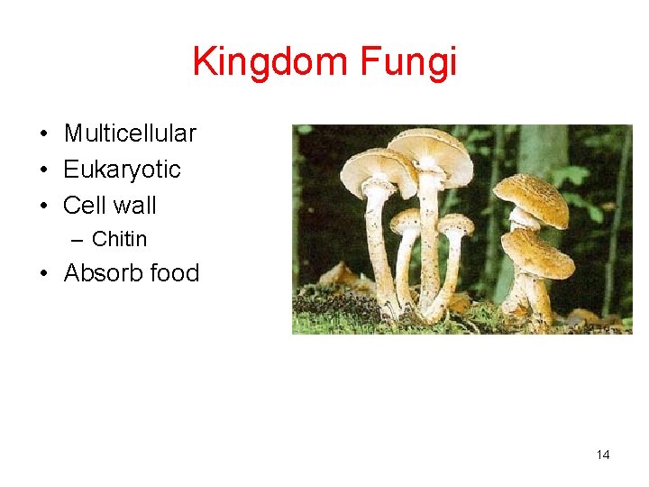 Kingdom Fungi • Multicellular • Eukaryotic • Cell wall – Chitin • Absorb food