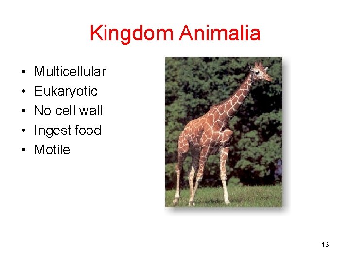 Kingdom Animalia • • • Multicellular Eukaryotic No cell wall Ingest food Motile 16