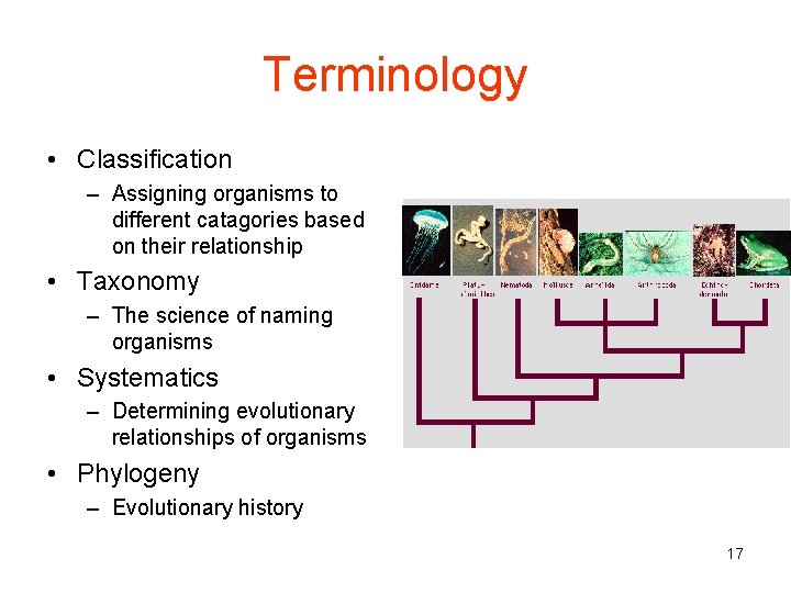 Terminology • Classification – Assigning organisms to different catagories based on their relationship •