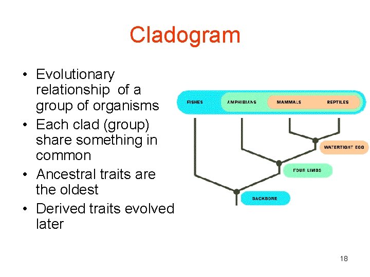 Cladogram • Evolutionary relationship of a group of organisms • Each clad (group) share