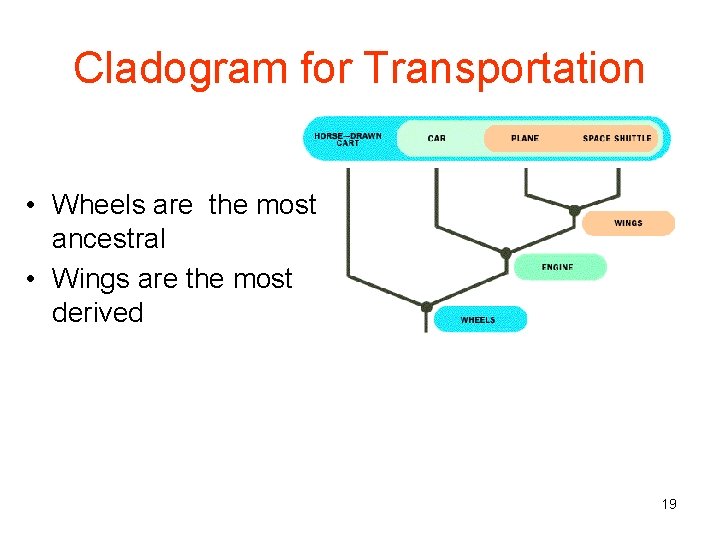 Cladogram for Transportation • Wheels are the most ancestral • Wings are the most