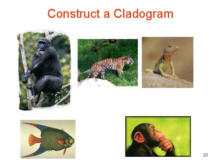 Construct a Cladogram 20 