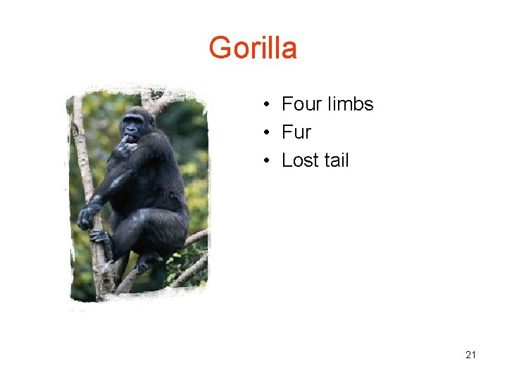 Gorilla • Four limbs • Fur • Lost tail 21 