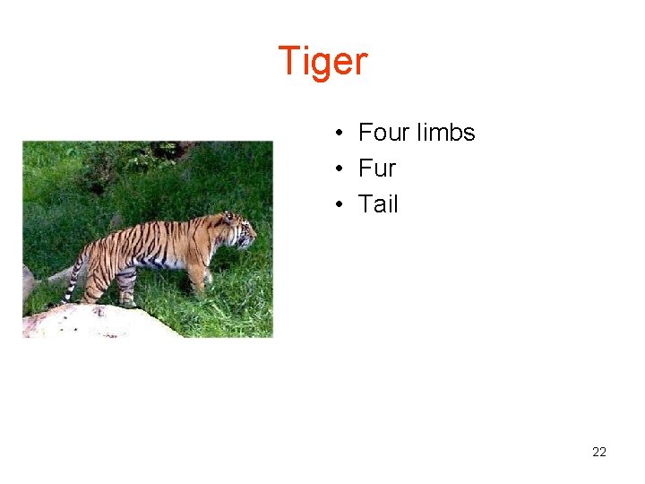 Tiger • Four limbs • Fur • Tail 22 
