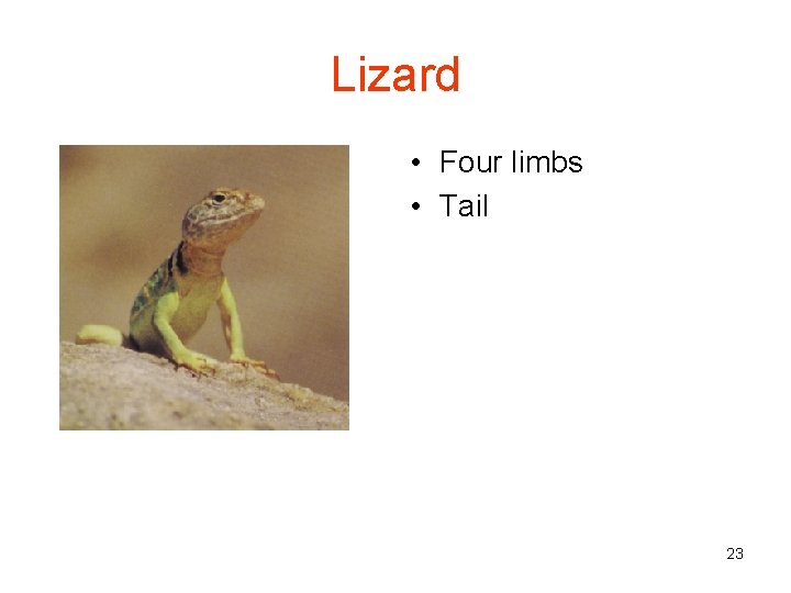Lizard • Four limbs • Tail 23 