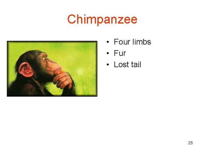 Chimpanzee • Four limbs • Fur • Lost tail 25 