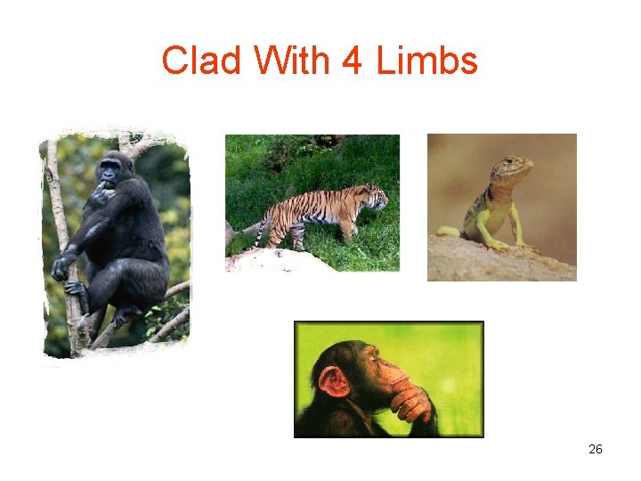 Clad With 4 Limbs 26 