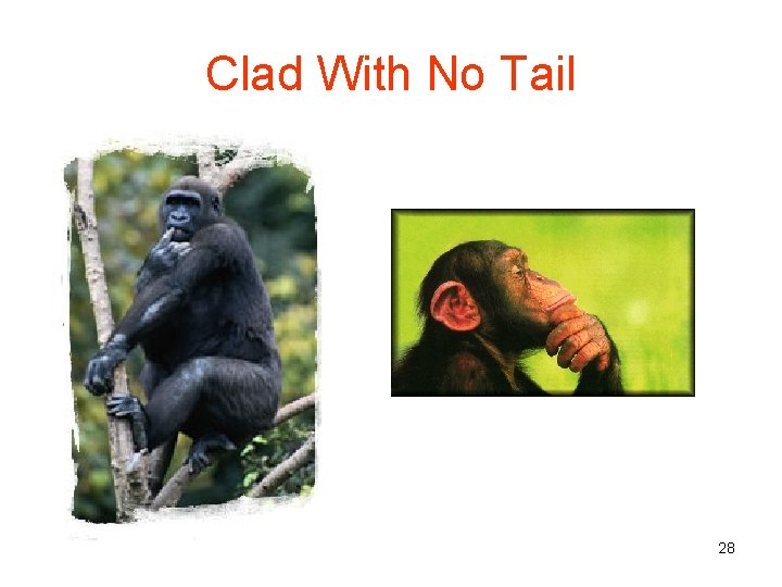 Clad With No Tail 28 