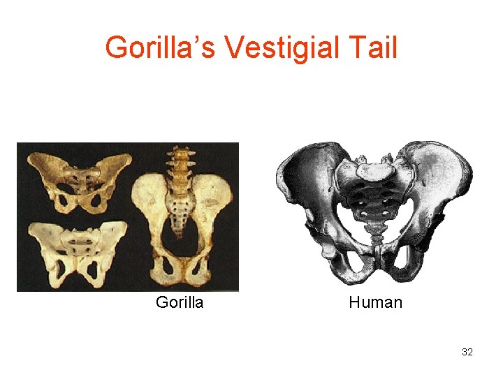 Gorilla’s Vestigial Tail Gorilla Human 32 