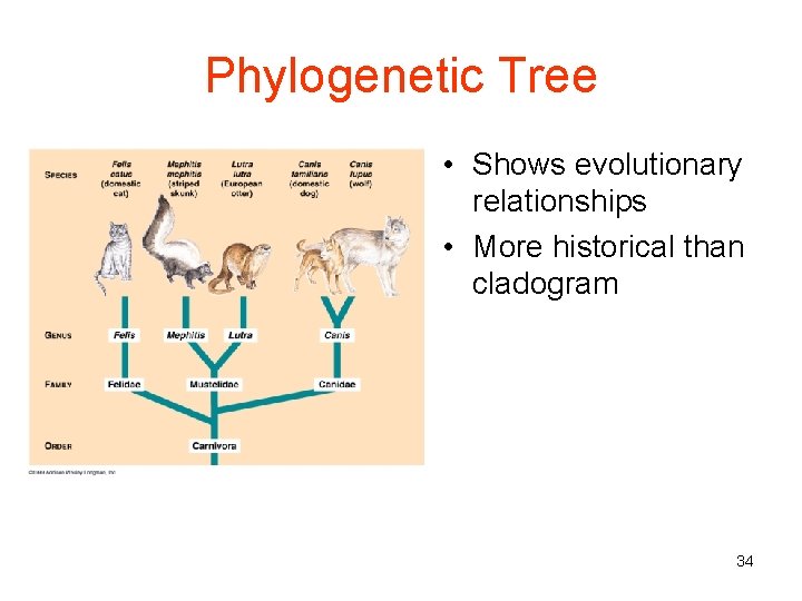 Phylogenetic Tree • Shows evolutionary relationships • More historical than cladogram 34 