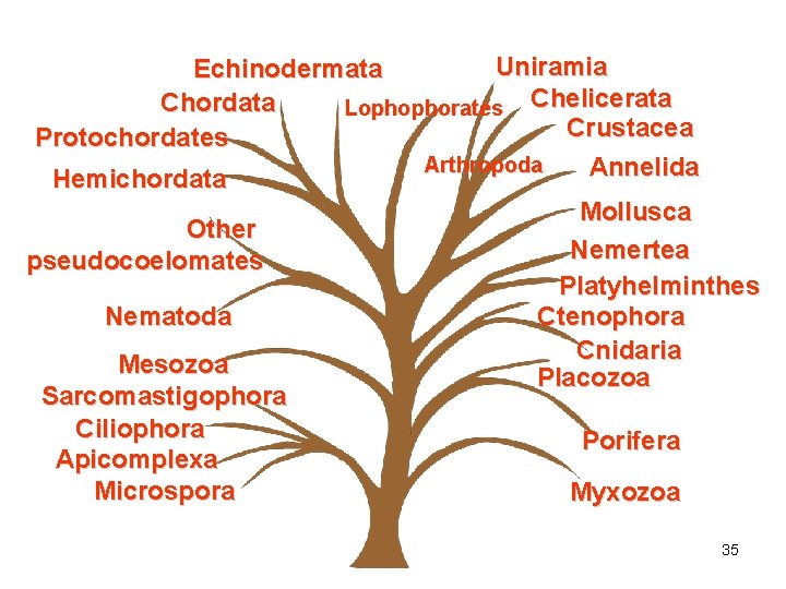 Uniramia Echinodermata Chordata Lophophorates Chelicerata Crustacea Protochordates Arthropoda Annelida Hemichordata Other pseudocoelomates Nematoda Mesozoa