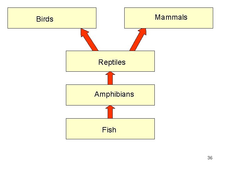 Mammals Birds Reptiles Amphibians Fish 36 