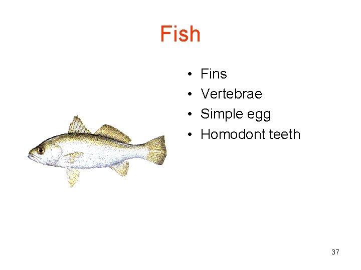 Fish • • Fins Vertebrae Simple egg Homodont teeth 37 