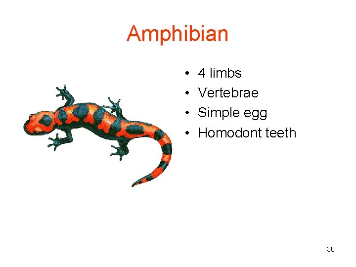 Amphibian • • 4 limbs Vertebrae Simple egg Homodont teeth 38 