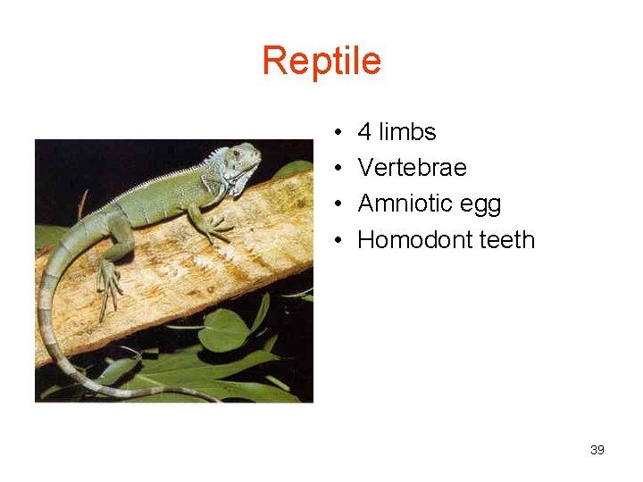 Reptile • • 4 limbs Vertebrae Amniotic egg Homodont teeth 39 