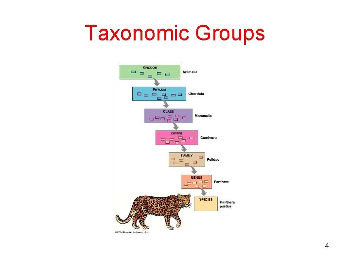 Taxonomic Groups 4 