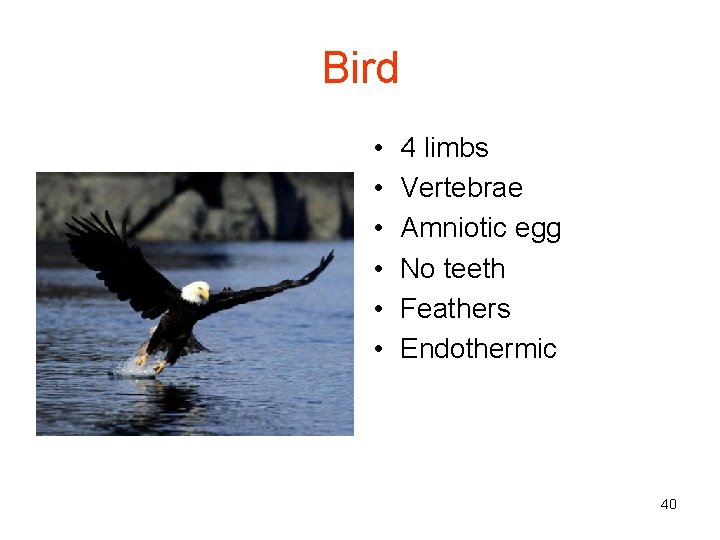 Bird • • • 4 limbs Vertebrae Amniotic egg No teeth Feathers Endothermic 40