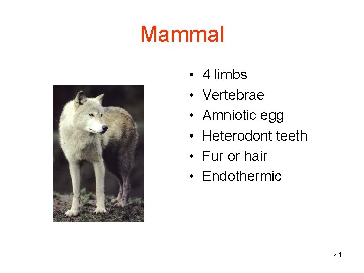 Mammal • • • 4 limbs Vertebrae Amniotic egg Heterodont teeth Fur or hair