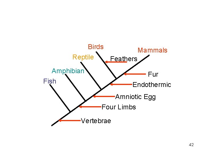 Birds Mammals Reptile Feathers Amphibian Fur Endothermic Fish Amniotic Egg Four Limbs Vertebrae 42