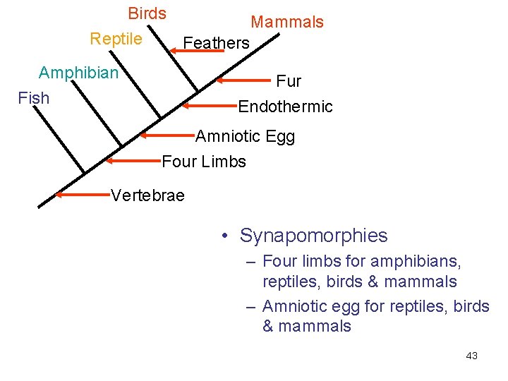 Birds Reptile Mammals Feathers Amphibian Fur Fish Endothermic Amniotic Egg Four Limbs Vertebrae •