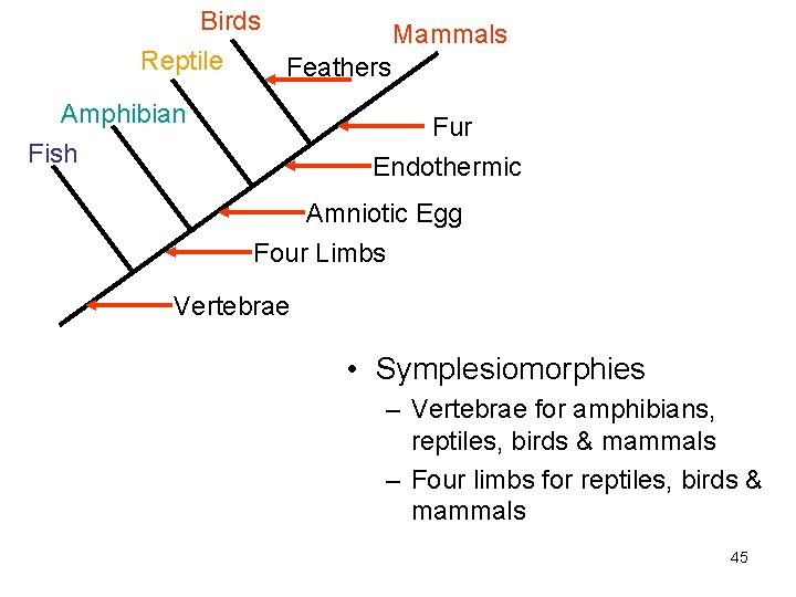 Birds Reptile Mammals Feathers Amphibian Fur Fish Endothermic Amniotic Egg Four Limbs Vertebrae •