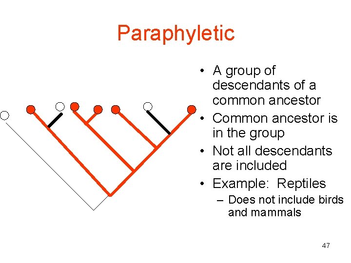 Paraphyletic • A group of descendants of a common ancestor • Common ancestor is