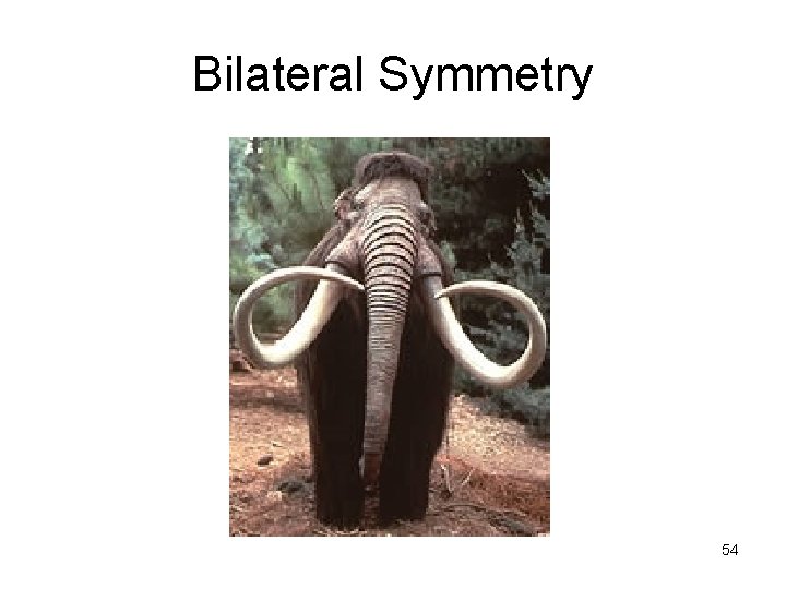 Bilateral Symmetry 54 