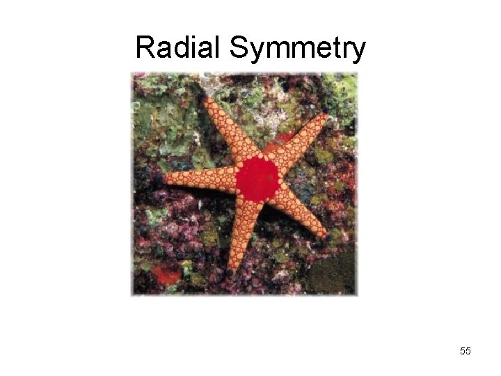 Radial Symmetry 55 