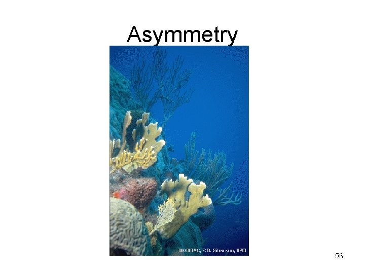 Asymmetry 56 