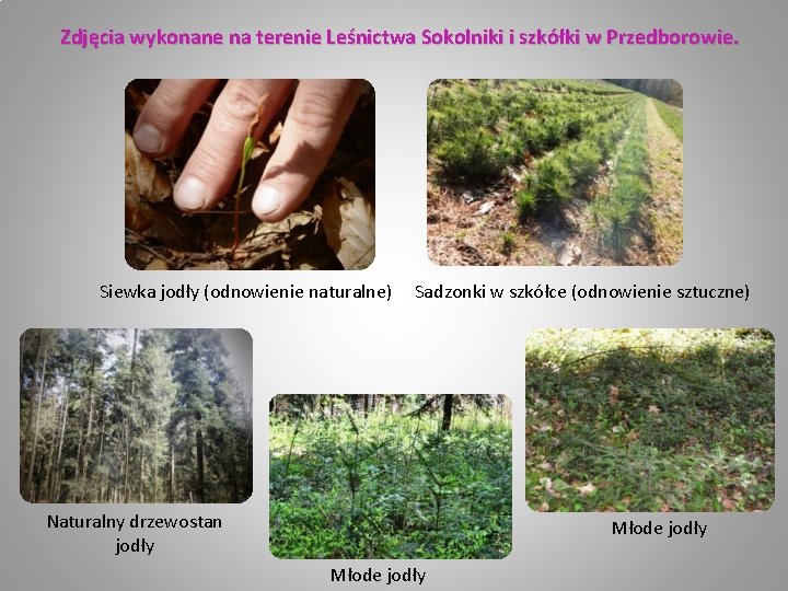 Zdjęcia wykonane na terenie Leśnictwa Sokolniki i szkółki w Przedborowie. Siewka jodły (odnowienie naturalne)