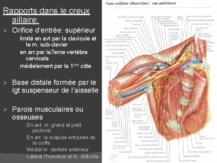 Rapports dans le creux aillaire: Ø Orifice d’entrée: supérieur limité en avt par la